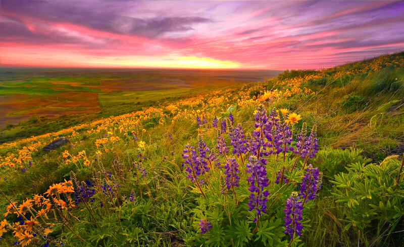 Purple and Yellow Flowers — Dramatic, Sunset, Photograph