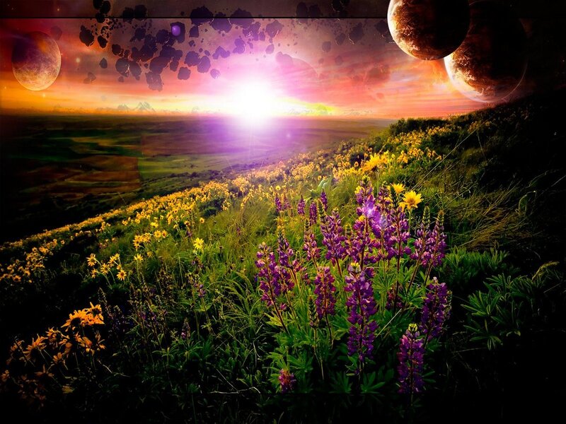 Purple and Yellow Flowers — Dramatic, Sunset