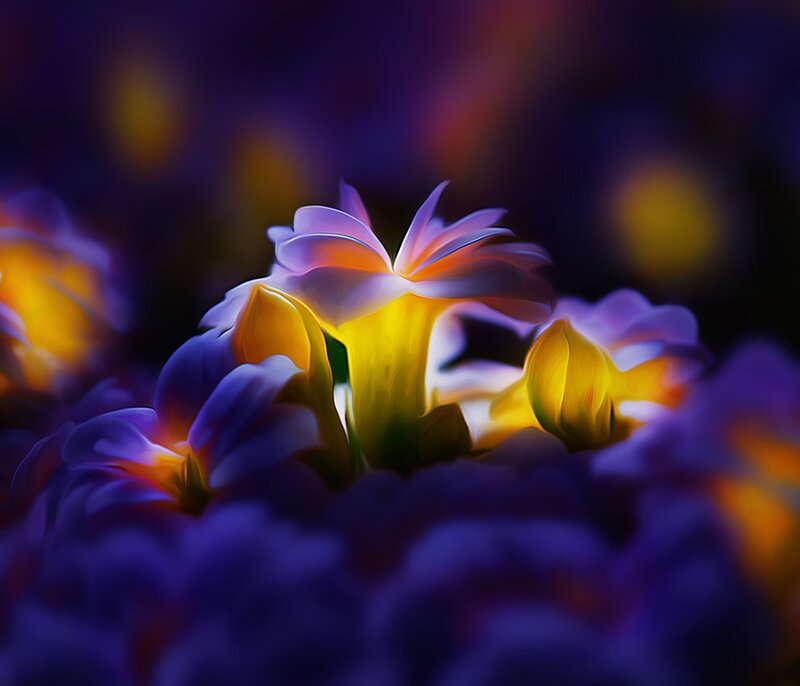 Purple and Yellow Flowers — Dreamy
