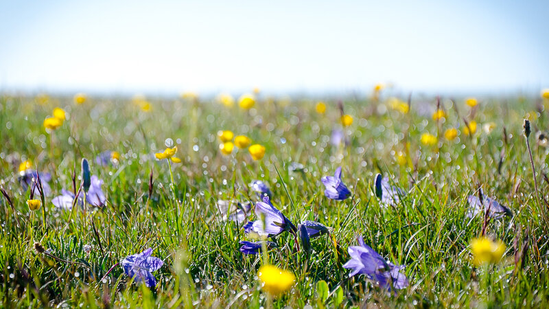 Purple and Yellow Flowers — Green