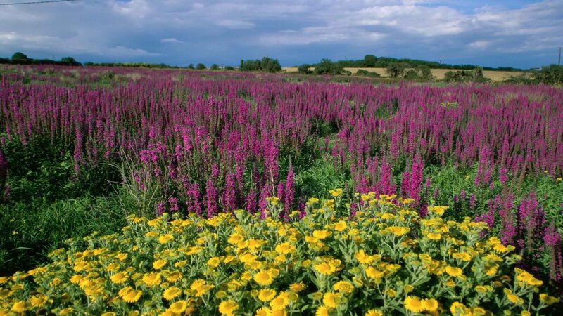 purple and yellow flowers in a field