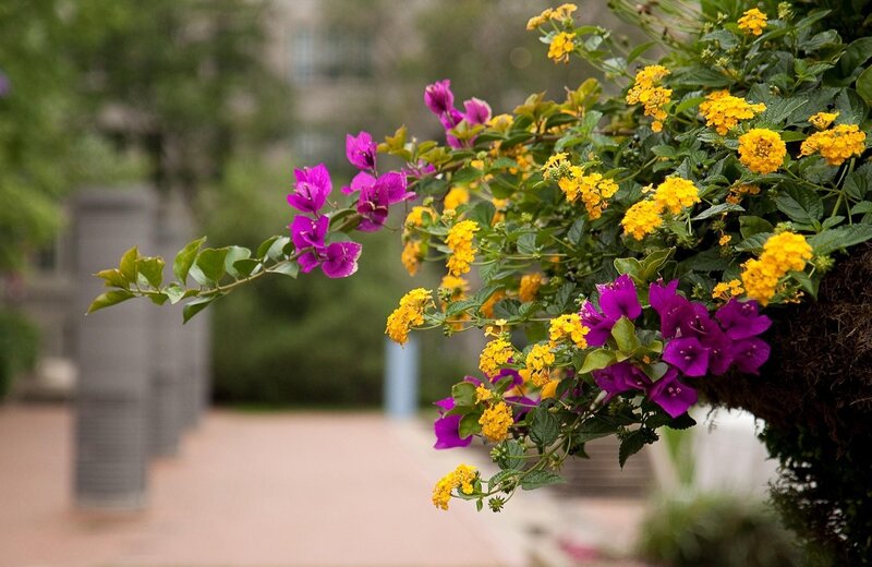 Purple and yellow flowers in a planter