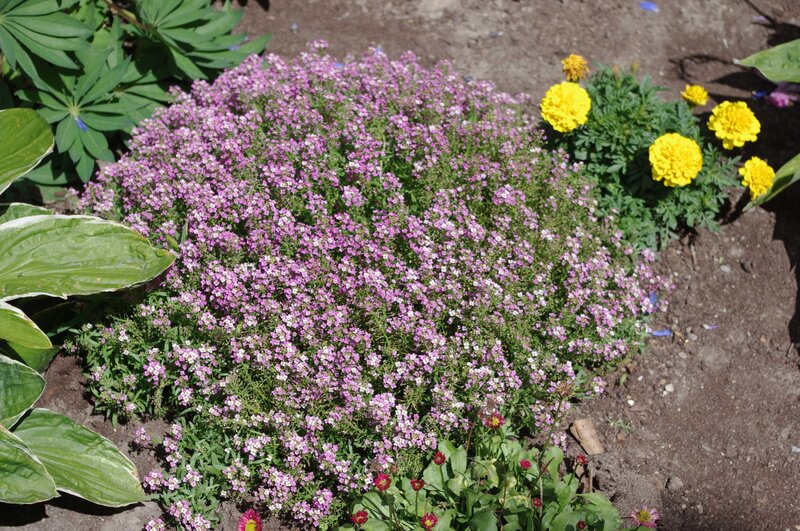 Purple and yellow flowers in garden