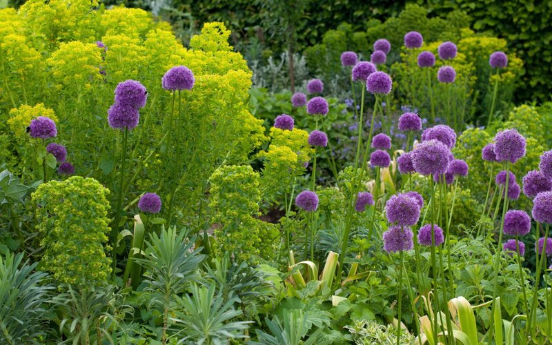 Purple and yellow flowers in garden