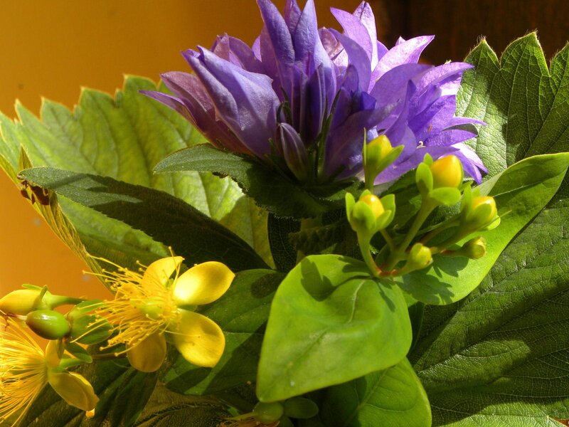 Purple and Yellow Flowers — Natural, Afternoon