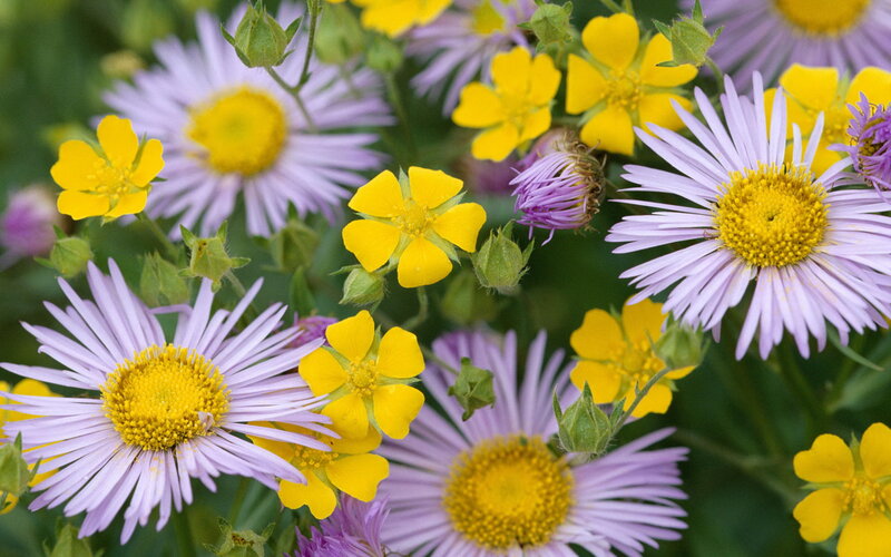 Purple and Yellow Flowers — Natural, Spring, Photograph, Buds