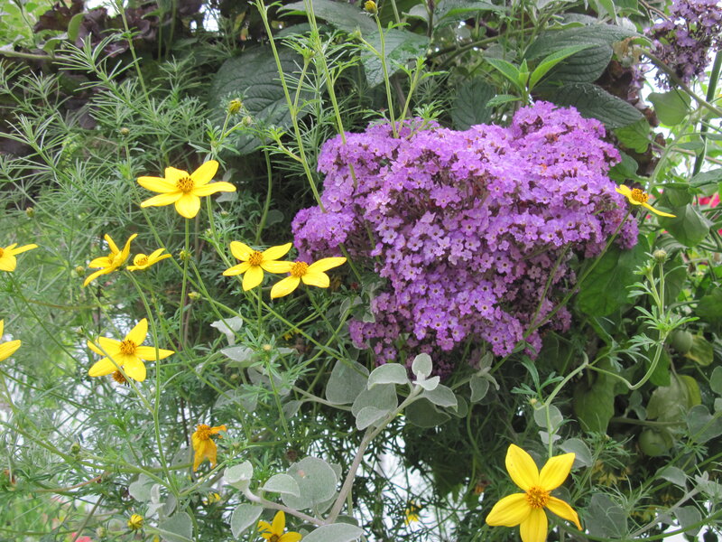 Purple and Yellow Flowers — Natural, Spring