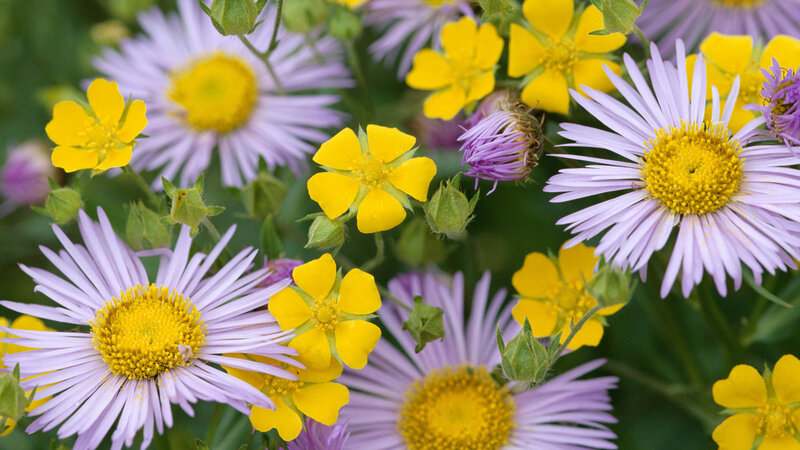 Purple and Yellow Flowers — Natural