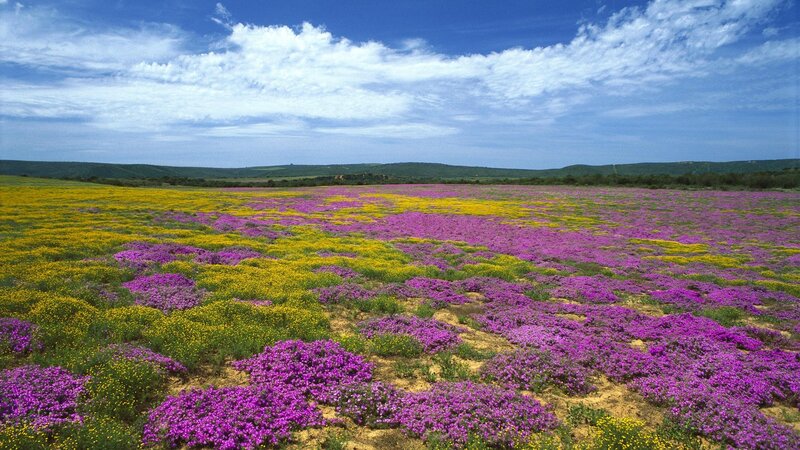 Purple and Yellow Flowers — Serene, Afternoon, Photograph, Field