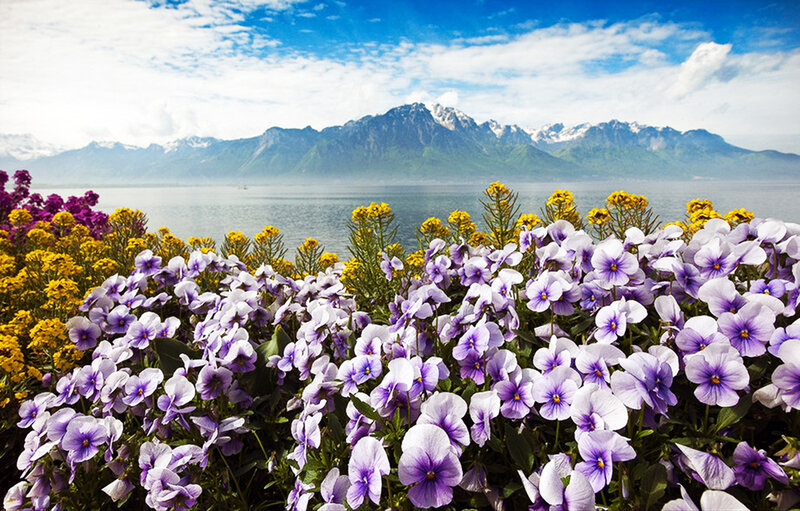Purple and Yellow Flowers — Serene, Afternoon