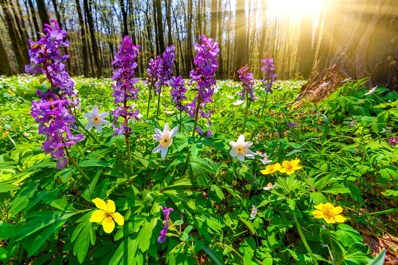 Purple and Yellow Flowers — Serene, Spring, Photograph