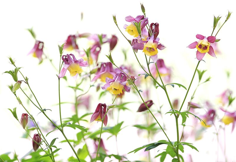Purple and Yellow Flowers — Serene, Spring