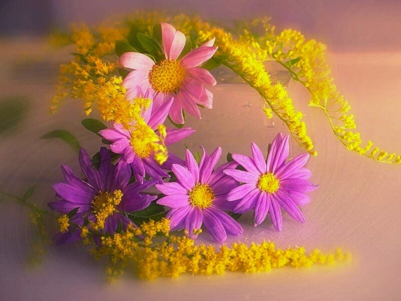 Purple and Yellow Flowers — Serene, Sunset