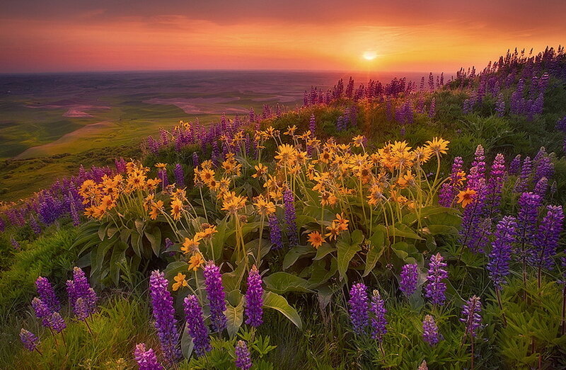 Purple and Yellow Flowers — Serene