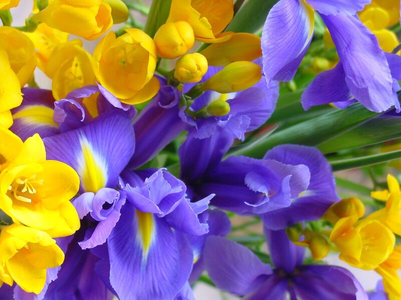 Purple and Yellow Flowers — Spring