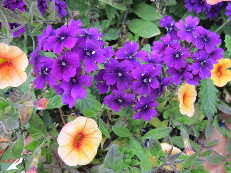 Purple and Yellow Flowers — Vibrant, Afternoon, Photograph
