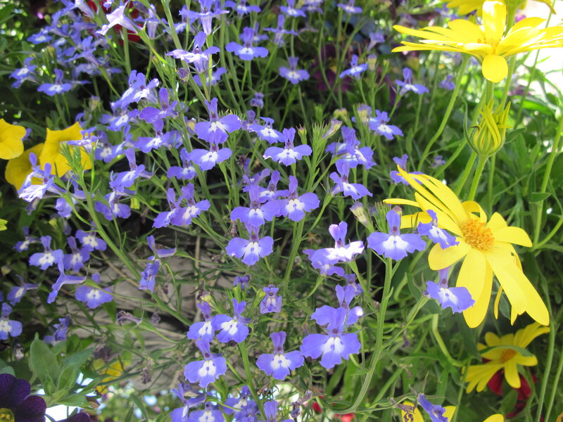 Purple and Yellow Flowers — Vibrant, Afternoon