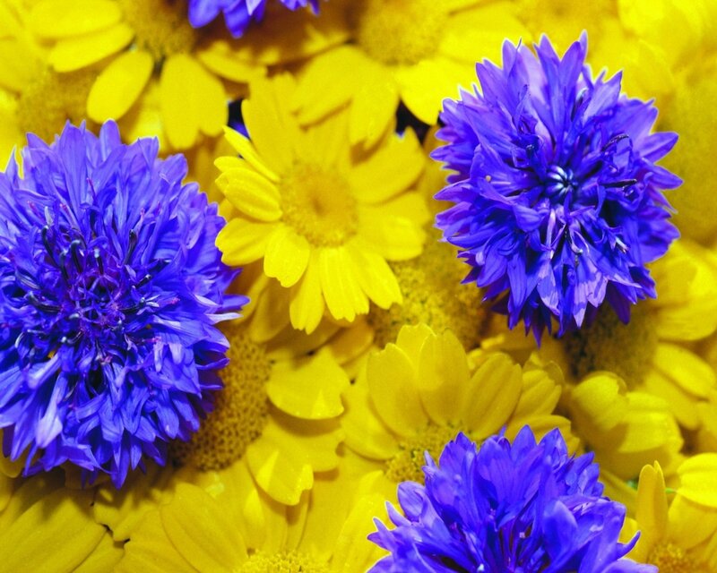 Purple and Yellow Flowers — Vibrant, Photograph, Daisies