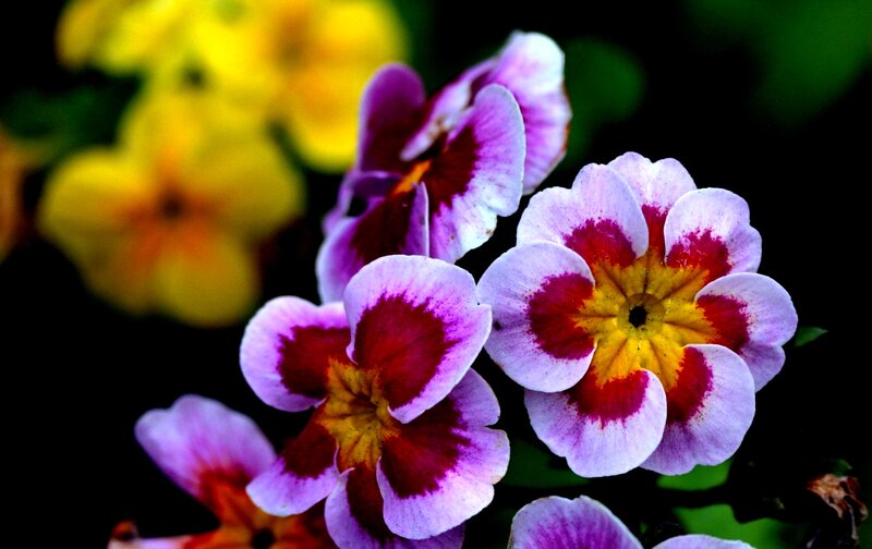 Purple and Yellow Flowers — Vibrant, Photograph, Yellow Flowers