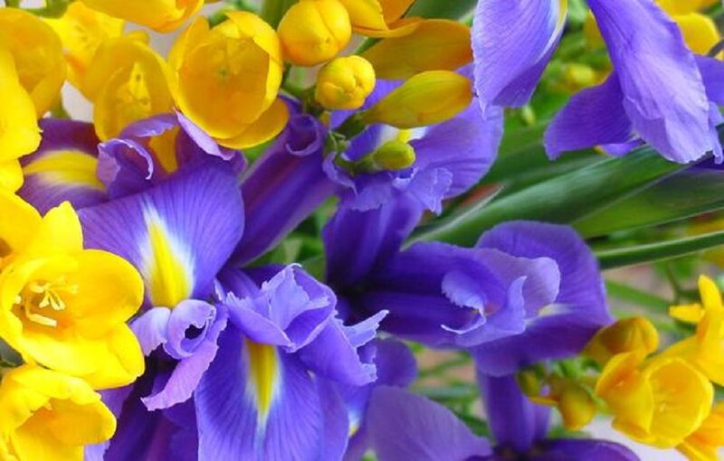 Purple and Yellow Flowers — Vibrant, Spring, Photograph