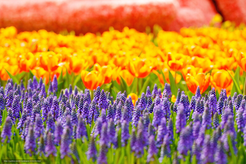 Purple and Yellow Flowers — Vibrant, Spring, Photograph, Tulips