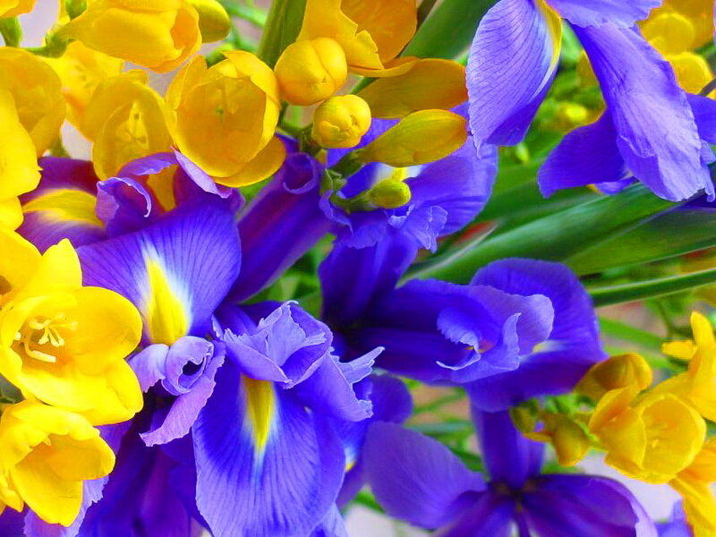 Purple and Yellow Flowers — Vibrant, Spring