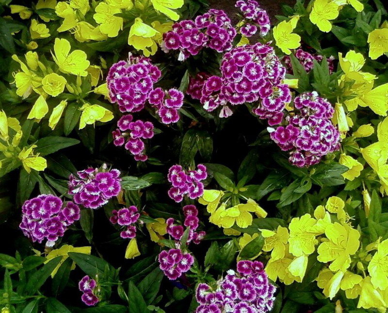 Purple and Yellow Flowers — Vibrant, Summer