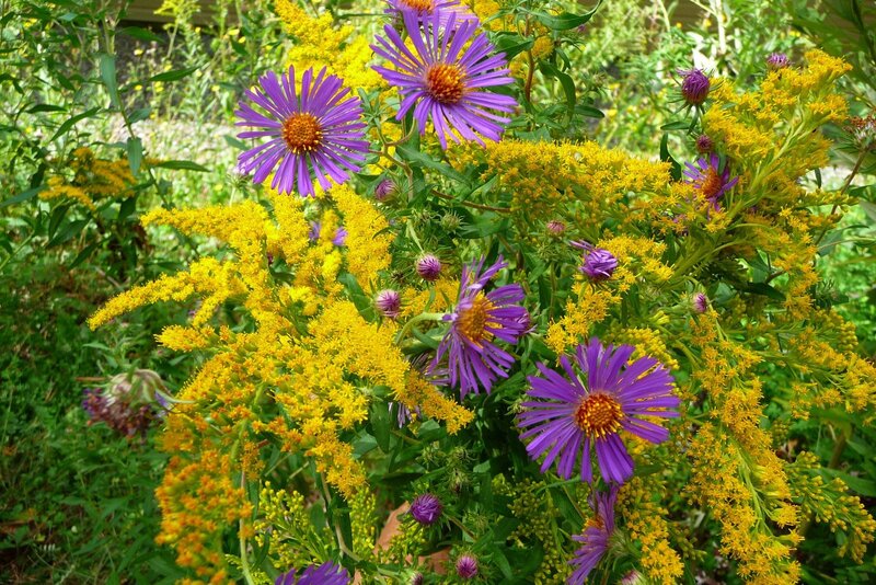 Purple and Yellow Flowers — Vibrant