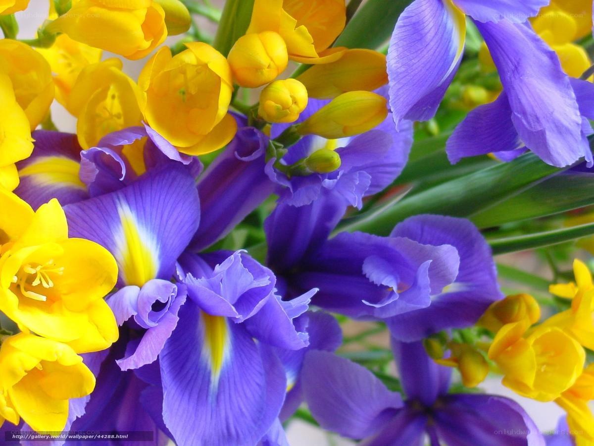 Purple and yellow flowers