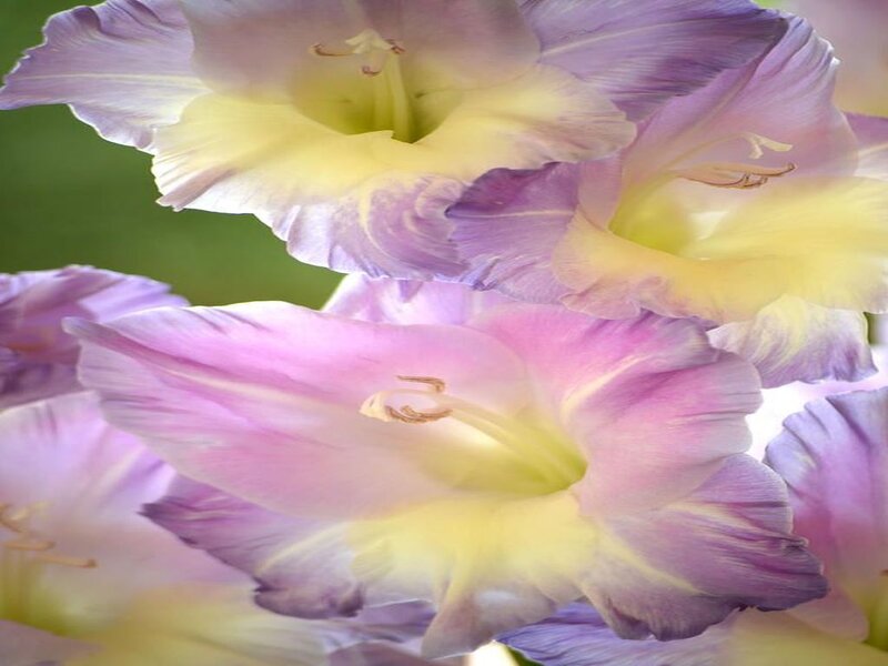 Purple and Yellow Gladiolus