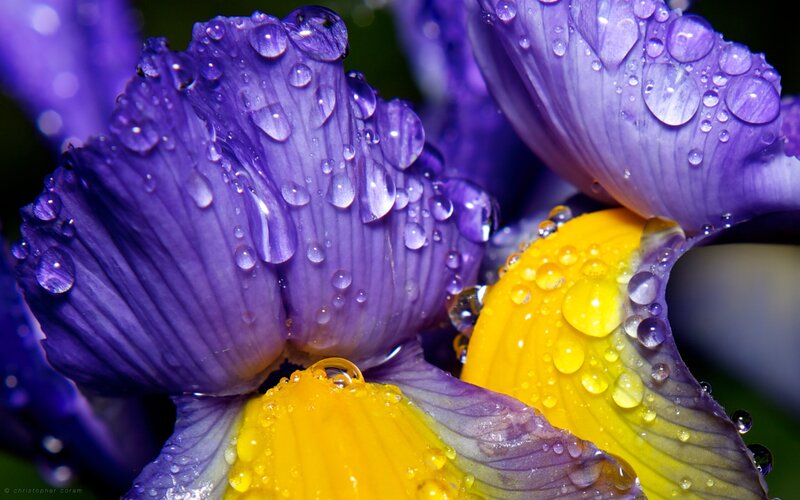 Purple and Yellow Iris — Detailed
