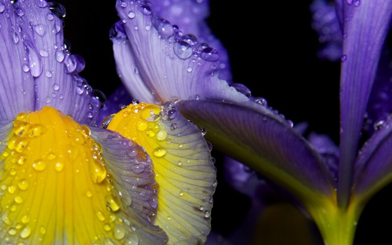 Purple and Yellow Iris — Dramatic