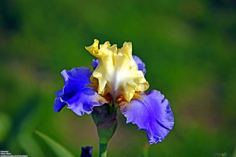 Purple and Yellow Iris Flower — Blue