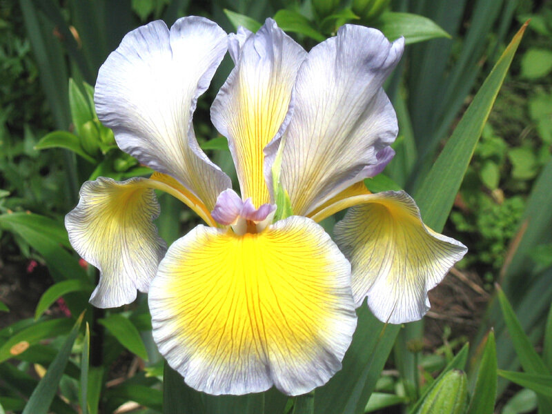 Purple and Yellow Iris Flower — Calm