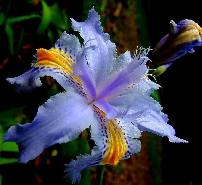 Purple and Yellow Iris Flower — Dramatic