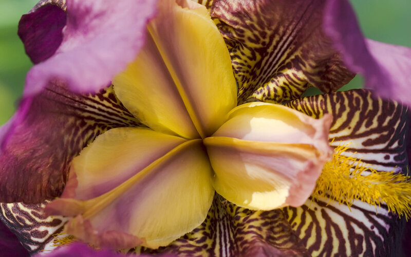 Purple and Yellow Iris Flower
