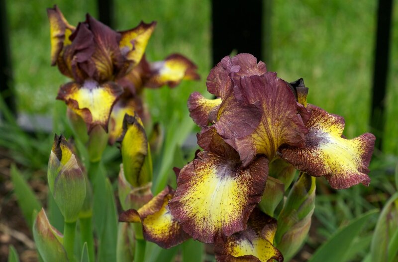 Purple and Yellow Iris Flowers — Natural