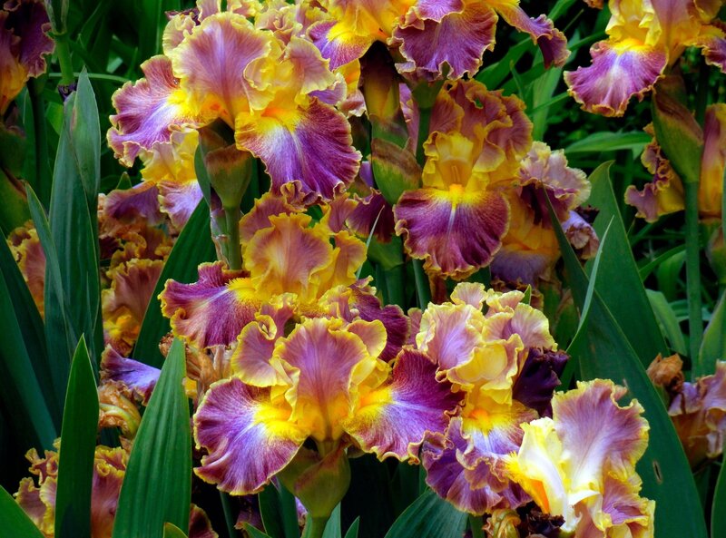 Purple and yellow iris flowers