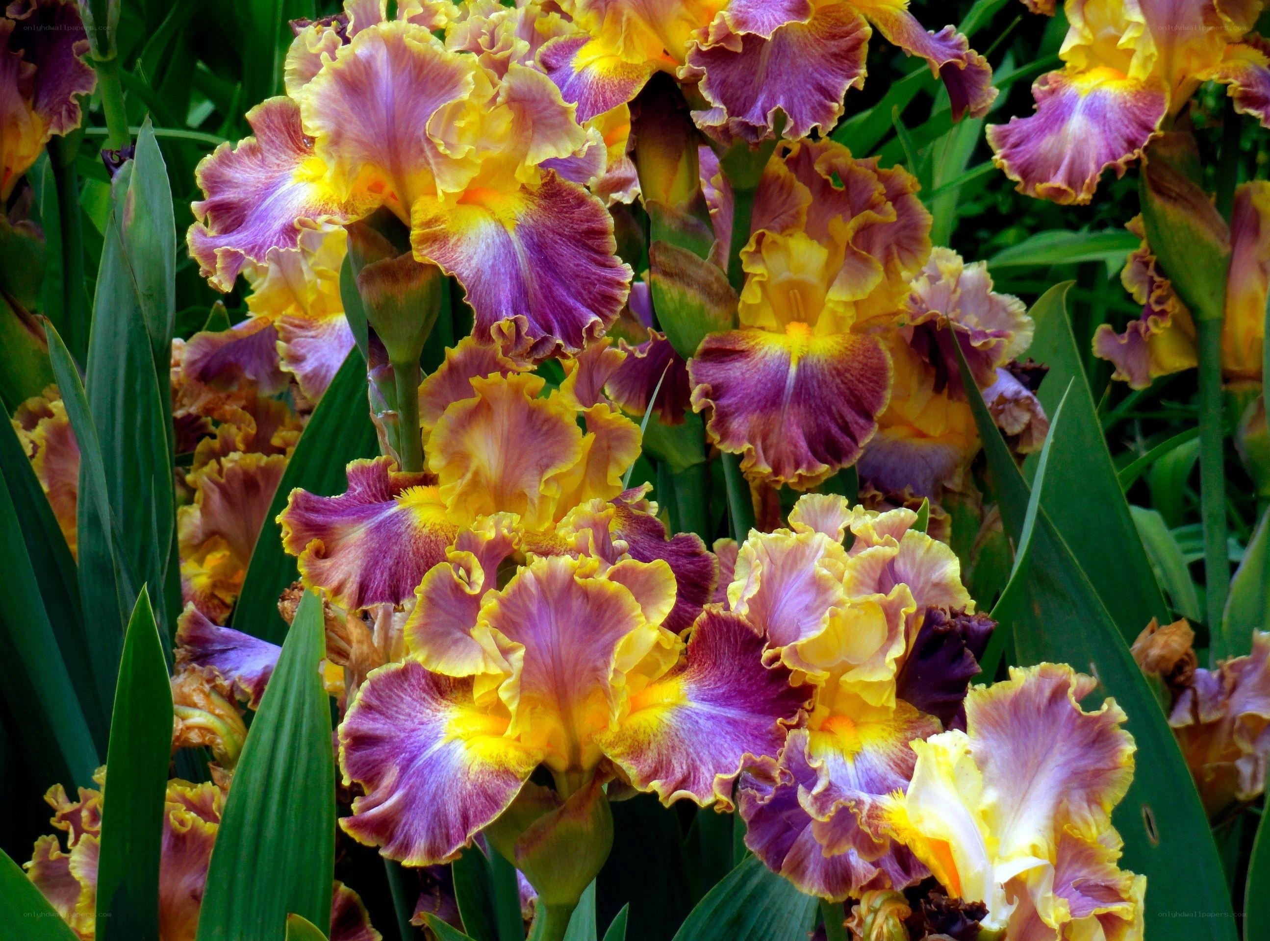 Purple and yellow iris flowers