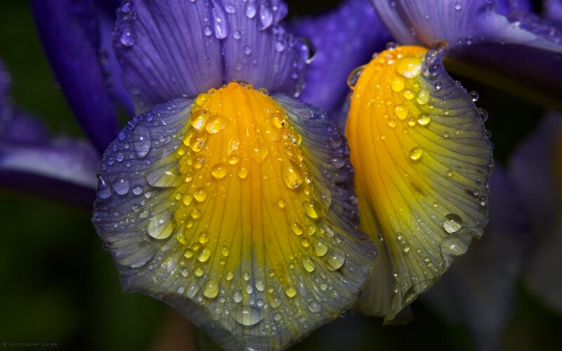 Purple and Yellow Iris — Serene