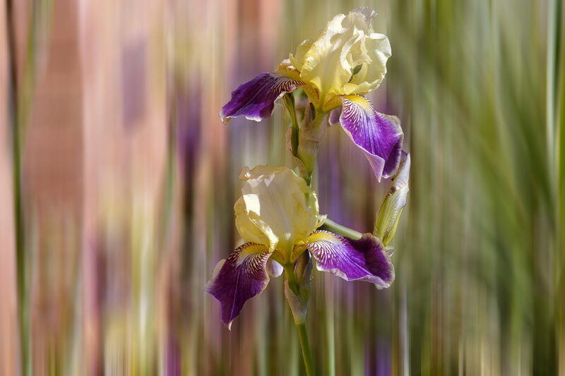 Purple and Yellow Iris