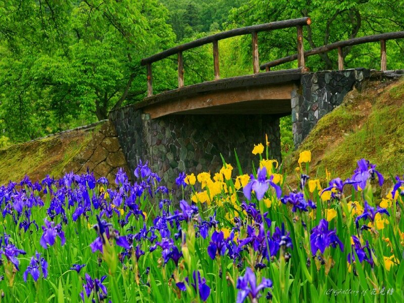 Purple and Yellow Irises — Blue