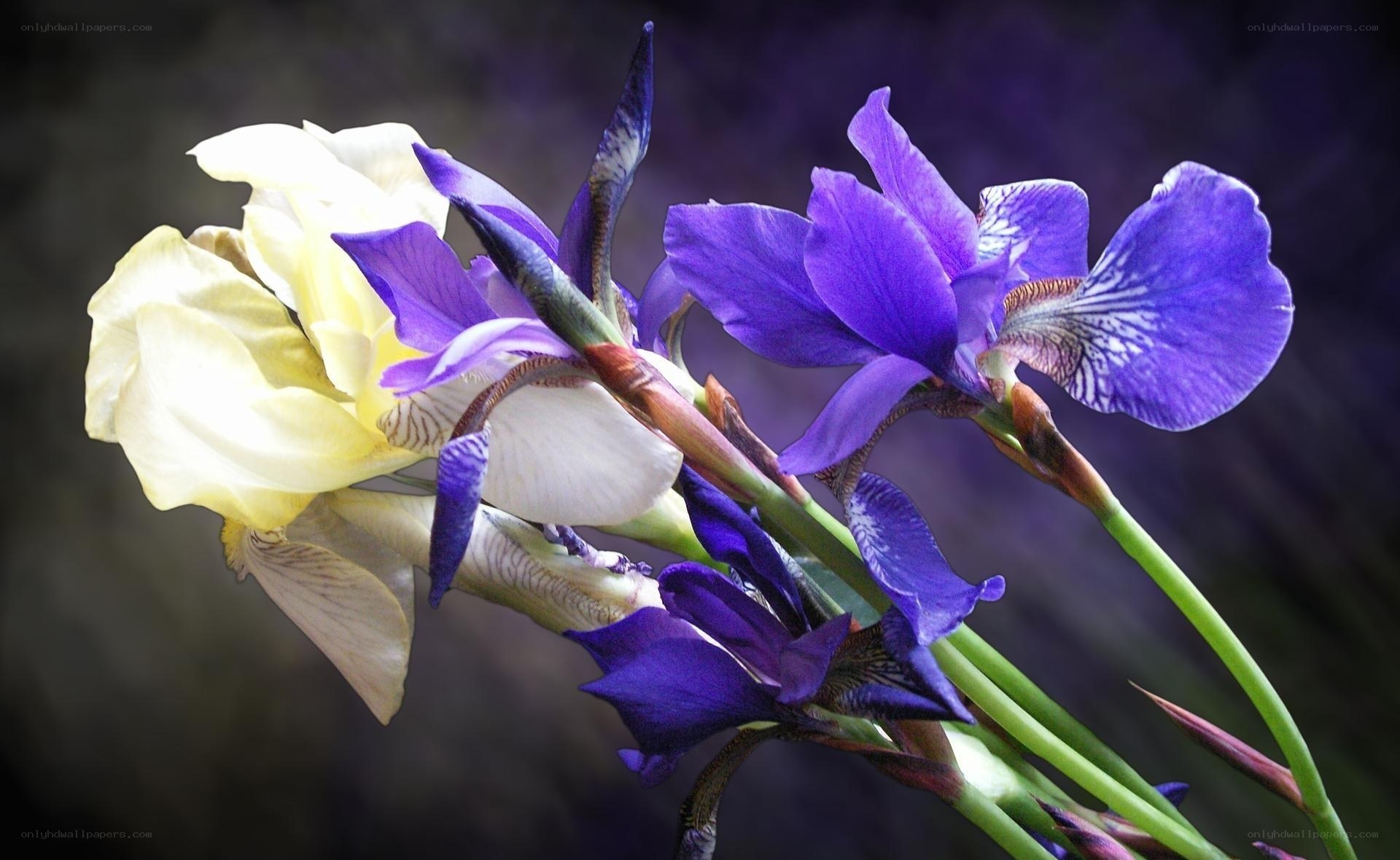 Purple and yellow irises in bloom