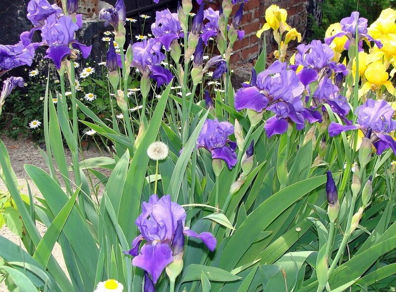 Purple and yellow irises in garden