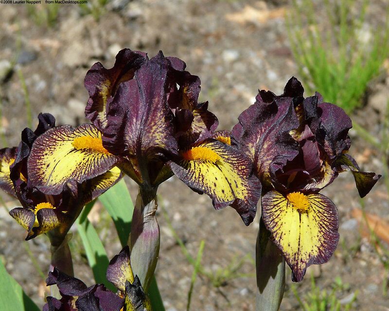 Purple and Yellow Irises