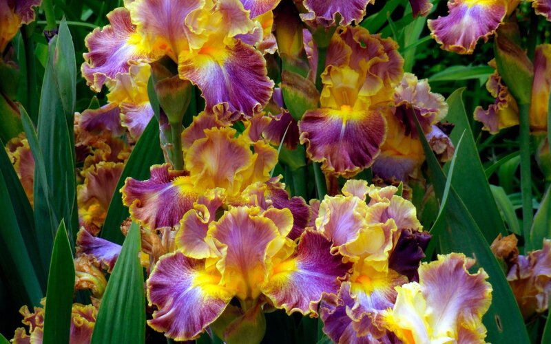 Purple and Yellow Irises — Vibrant, Summer