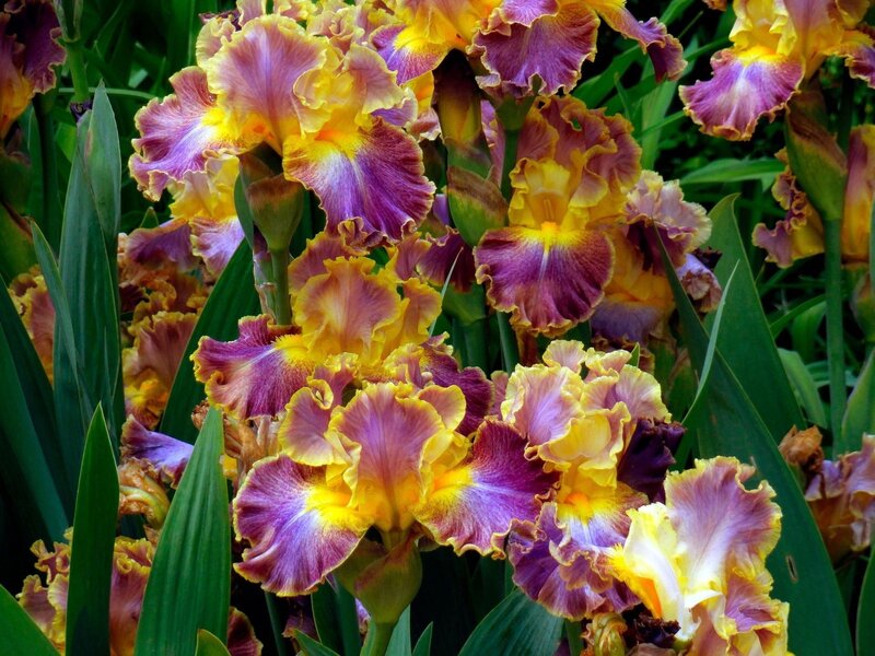 Purple and Yellow Irises — Vibrant
