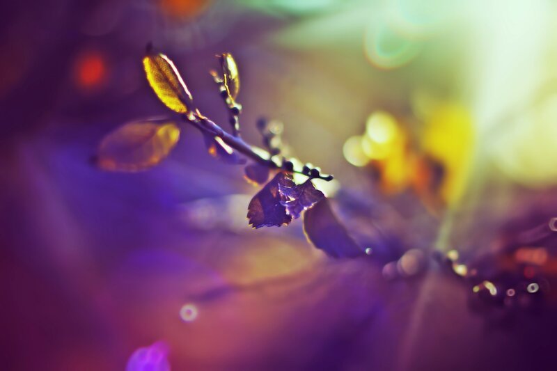 Purple and yellow leaf in sunlight