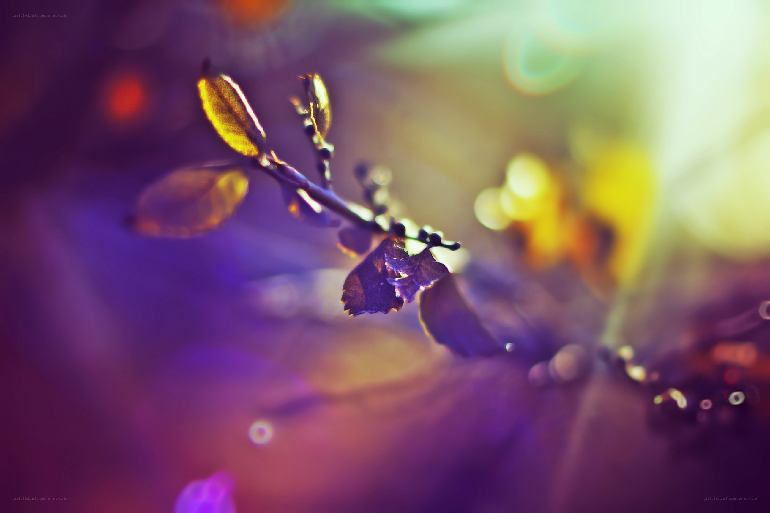 Purple and yellow leaf in sunlight