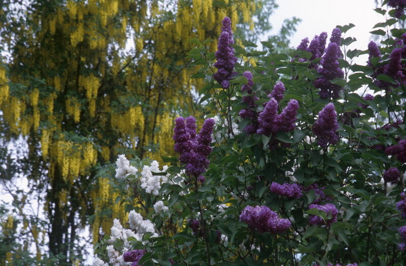 Purple and Yellow Lilacs